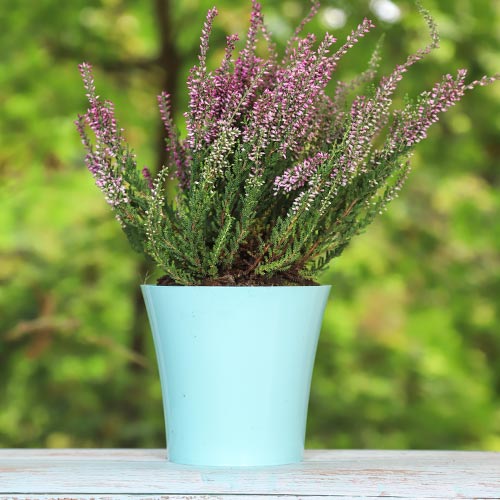 Vrijesak obični Pink Bettina slika 1 interface.art 5433