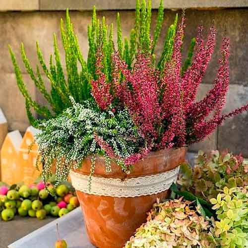 Vrijesak obični Trio Girls Athene/Elisa/Amethyst slika 1 interface.art 5896