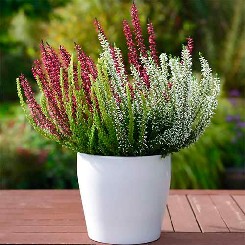 Vrijesak obični Trio Girls Athene/Hilda/Helena slika 1 interface.art 5428