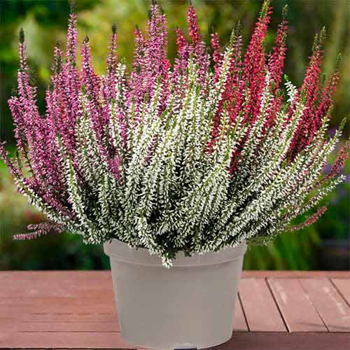 Vrijesak obični Trio Girls Athene/Hilda/Zelda slika 1 interface.art 5427