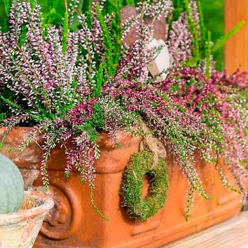 Vrijesak obični Trio Girls Hilda/Elisa/Amethyst slika 1 interface.art 5897