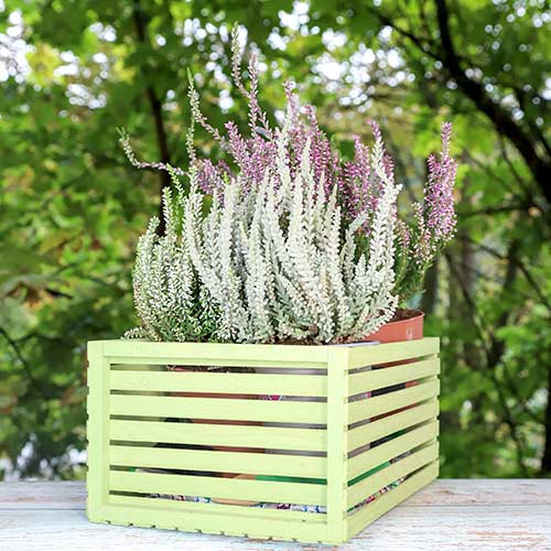 Vrijesak obični Trio Girls Zelia/Zilly/Zelda slika 1 interface.art 5430