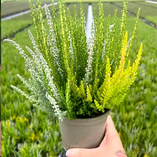 Vrijesak obični Trio Girls Zelia/Zilly/Zoe slika 1 interface.art 5429