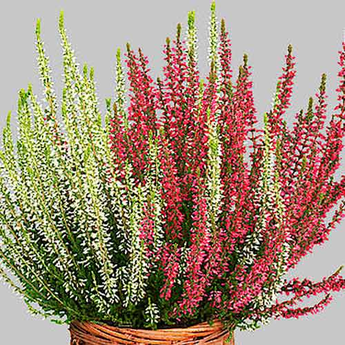 Vrijesak obični Twins Athene/Hilda slika 1 interface.art 5431