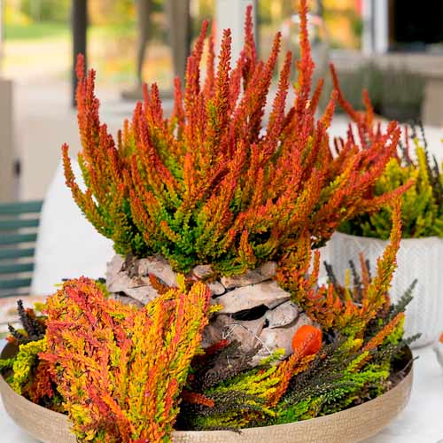 Vrijesak obični Twins Franca Helena slika 1 interface.art 5898