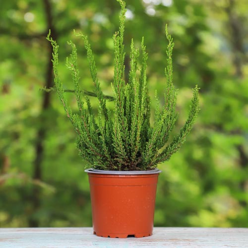 Vrijesak obični Zelda slika 1 interface.art 5440