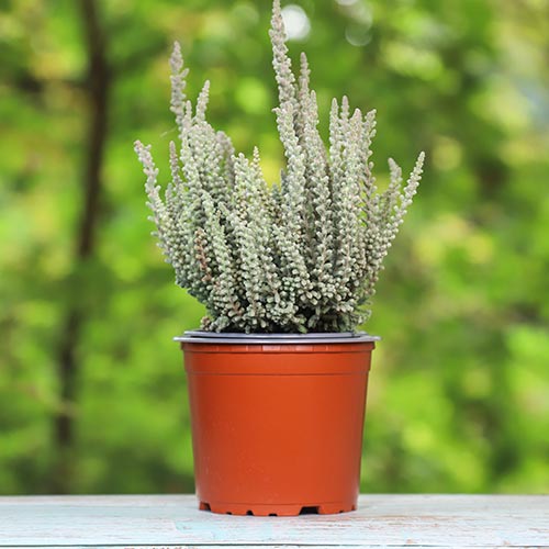 Vrijesak obični Zilly slika 1 interface.art 5441