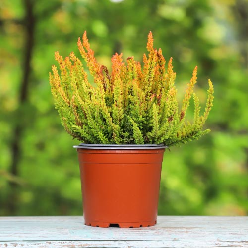 Vrijesak obični Zoe slika 1 interface.art 5442