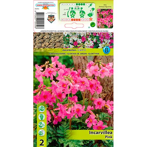 Vrtna gloksinija Pink slika 1 interface.art 76280