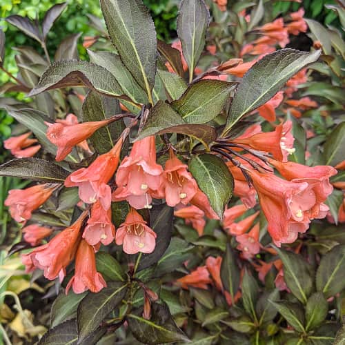 Weigela All Summer Peach, С2 slika 1 interface.art 8269