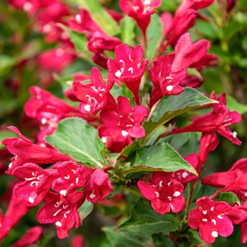 Weigela All Summer Red, С2 slika 1 interface.art 8270