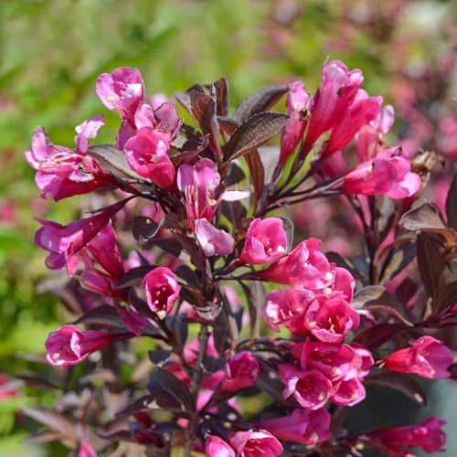 Weigela florida Wine and Roses Alexandra, С2 slika 1 interface.art 8271