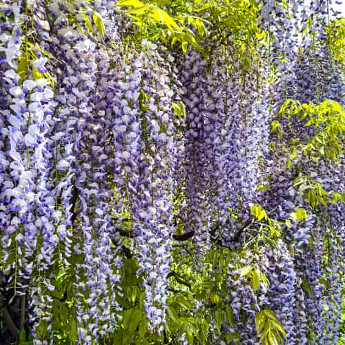 Wisteria floribunda Domino, С2 slika 1 interface.art 8273