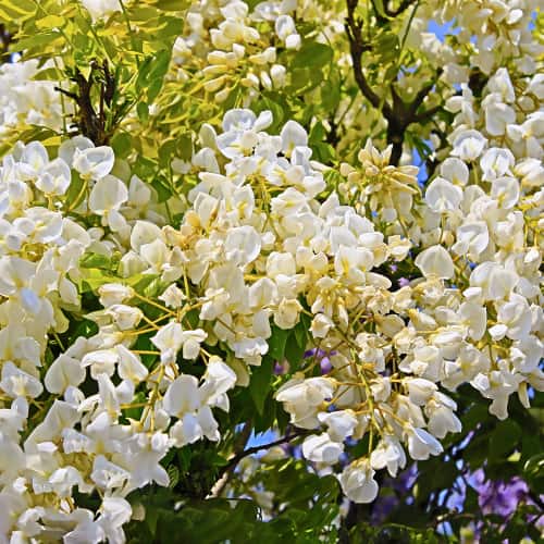 Wisteria macrostachya Clara Mack, С2 slika 1 interface.art 8280