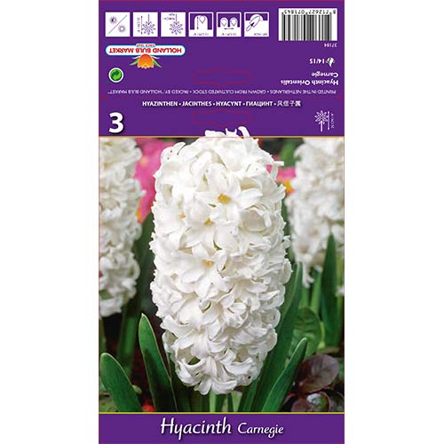 Zumbul Carnegie slika 1 interface.art 67587