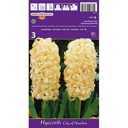 Zumbul City of Haarlem slika 1 interface.art 67594