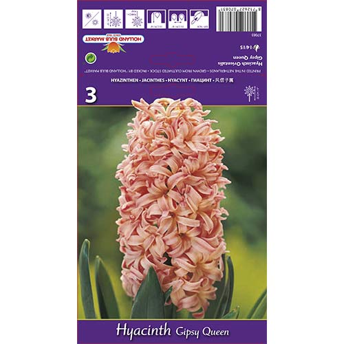 Zumbul Gipsy Queen slika 1 interface.art 67585