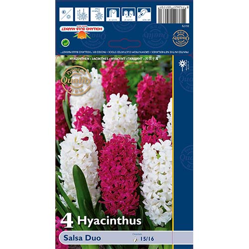 Zumbul Salsa Duo slika 1 interface.art 68011