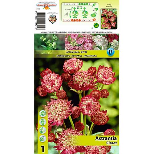 Zvjezdanka (Astrantia) Claret slika 1 interface.art 70349