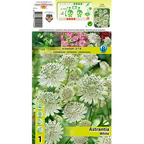 Zvjezdanka (Astrantia) White slika 1 interface.art 70350