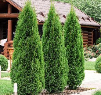 Crnogorično drveće