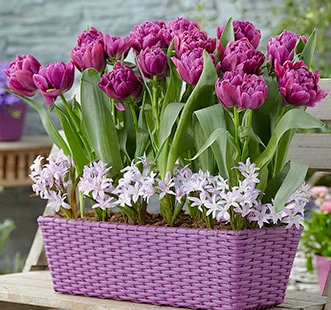 Lukovice cvijeća Best Buy Capperline