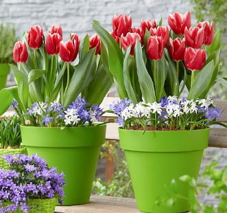 Lukovice cvijeća Star Capperline