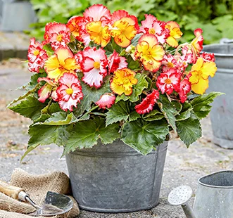 Proljetno lukovičasto cvijeće