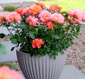 Ruže za balkon, terasu