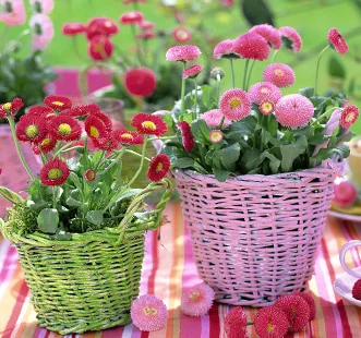 Sjeme dvogodišnjih biljaka