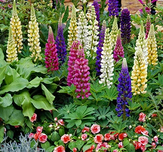 Sjeme jednogodišnjih biljaka