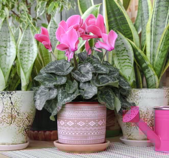 Sjeme sobnih biljaka