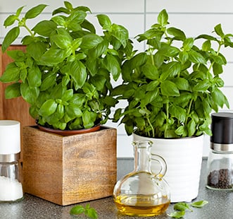 Sjeme začinskog bilja