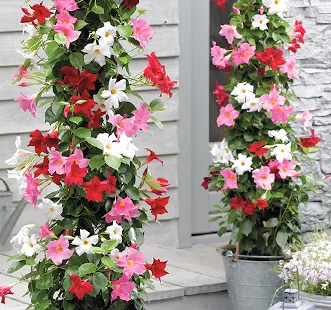 Višegodišnje biljke