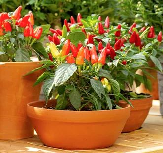 Vrt na prozorskoj dasci