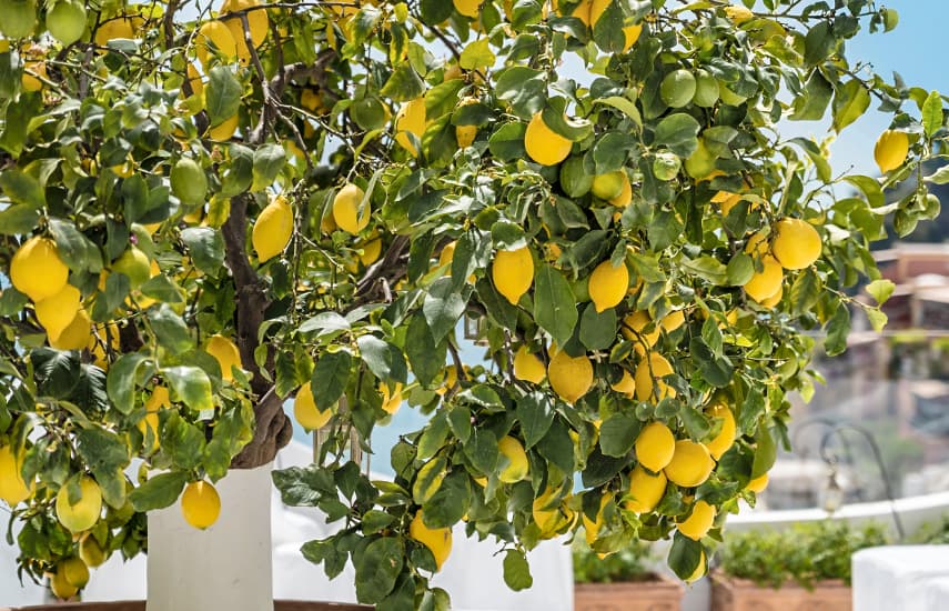 Domaći limun - izvor vitamina i osvježavajućeg okusa