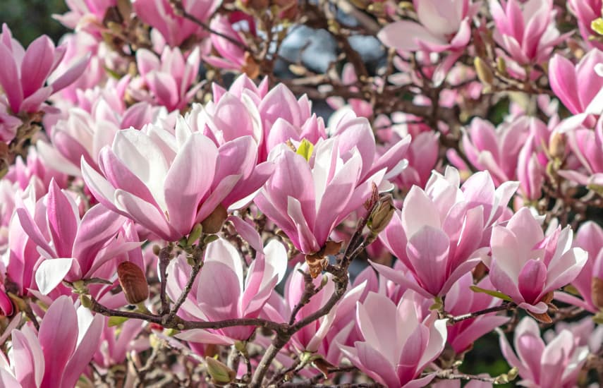 Prekrasna magnolija - simbol proljeća i života