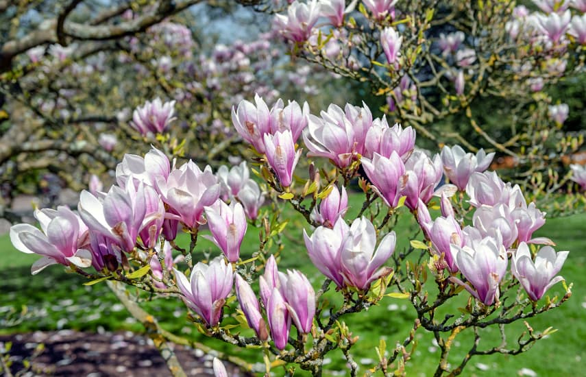 Prekrasna magnolija - simbol proljeća i života