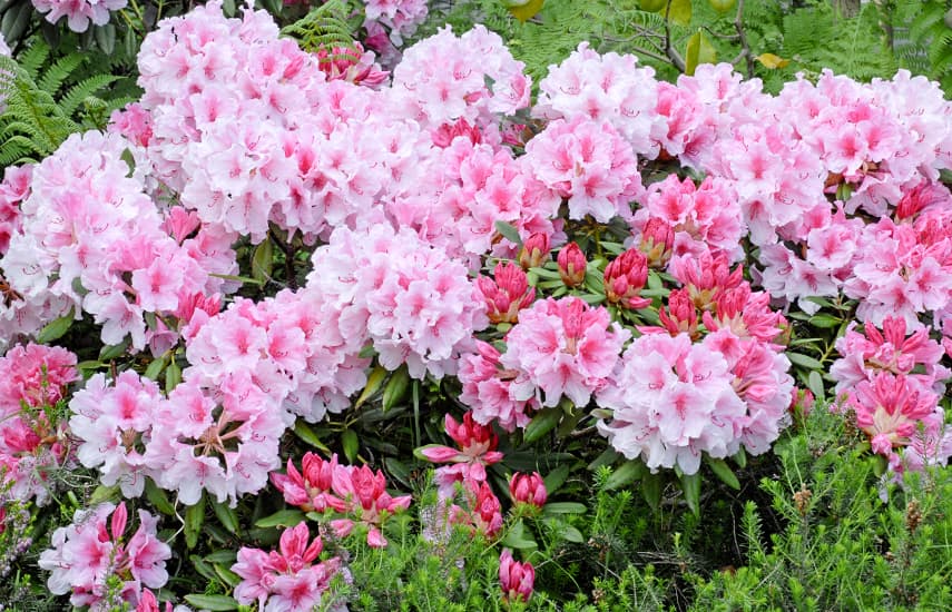 Tajne uspješnog uzgoja rododendrona