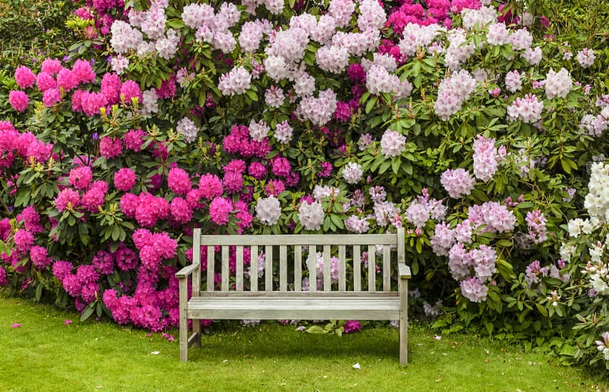 Što posaditi pored rododendrona?