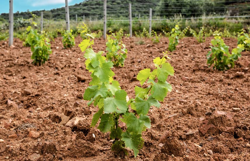pravila za sadnju vinove loze u proljeće