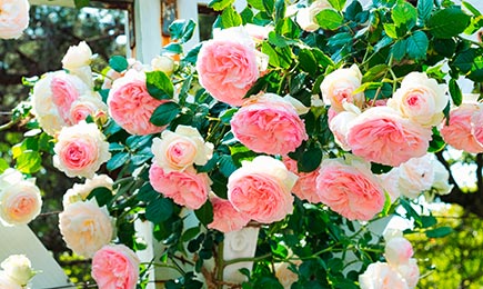 Barbie Rose Garden | GrădinaMax