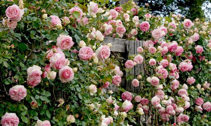 Baršunaste sorte ruža | GrădinaMax