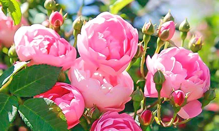 Baršunaste sorte ruža | GrădinaMax