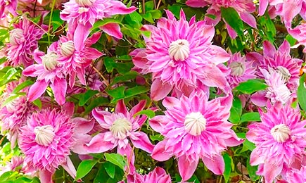 Cvjetajući divovi | GrădinaMax