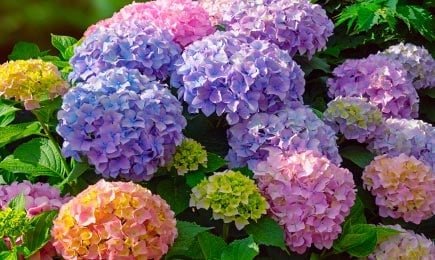 Hortezija | GrădinaMax