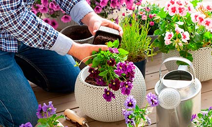 Pad cijena cvijeća | GrădinaMax