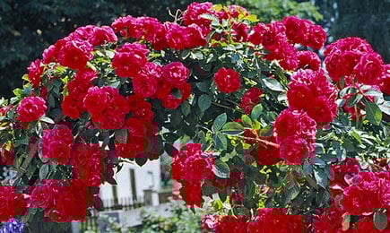 Ruže u jarkim bojama | GrădinaMax