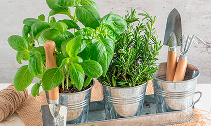 Začinjen, aromatičan, bogat vitaminima | GrădinaMax